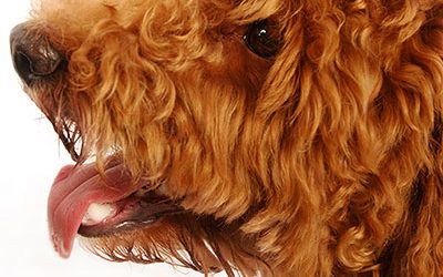 Cómo las patas de pollo deshidratadas transformaron la salud de mi perro?