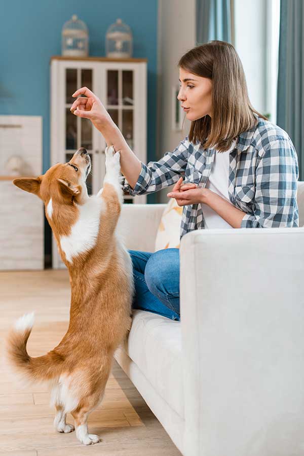 Disfrutando con tu mascota los snacks para perros